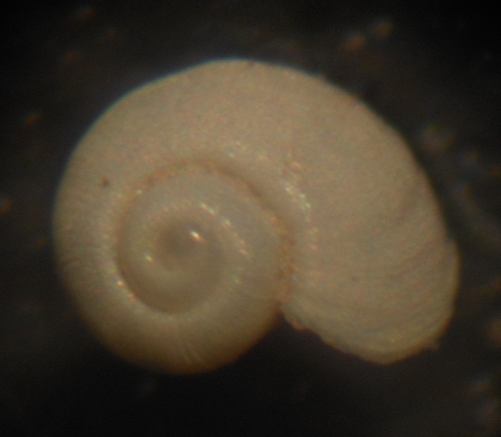 Tjaernoeia exquisita?